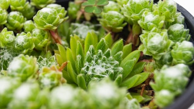 多汁植物的特写照片
